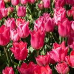 Bulbes à fleurs à planter à l'automne - Tulipe Christmas Dream (x8) - face recto